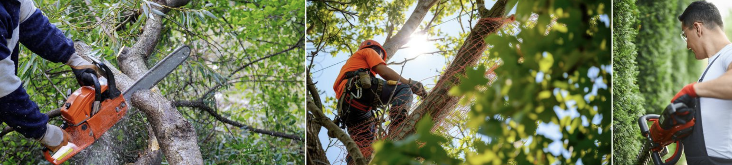 Élagueur à Soisy-sur-Seine en intervention